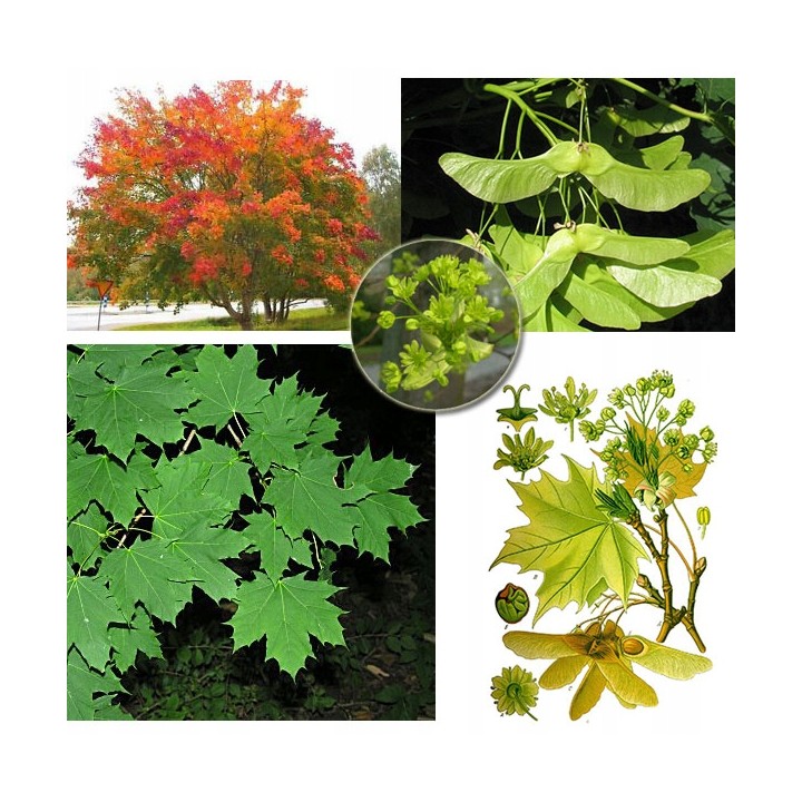 Klon Zwyczajny Acer platanoides 200-300 cm – Sadzonka z gołym korzeniem, 1 szt.