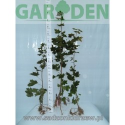 Klon zwyczajny Acer platanoides sadzonka 200-300 cm, goly korzeń