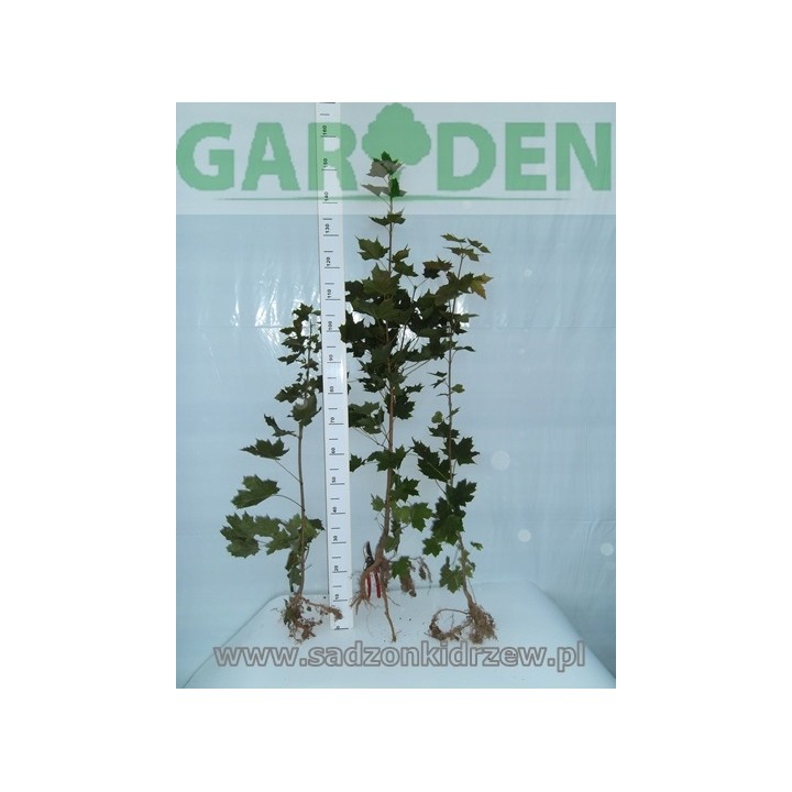 Klon Zwyczajny Acer platanoides 200-300 cm – Sadzonka z gołym korzeniem, 1 szt.