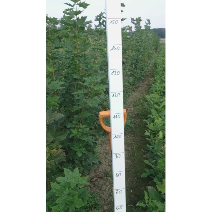 Klon Zwyczajny Acer platanoides 200-300 cm – Sadzonka z gołym korzeniem, 1 szt.