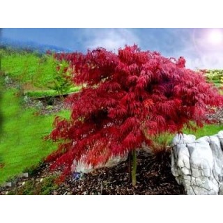 Klon palmowy 'Orange Dream' - ognisty pomarańczowy akcent do Twojego ogrodu (sadzonka 25-35cm)