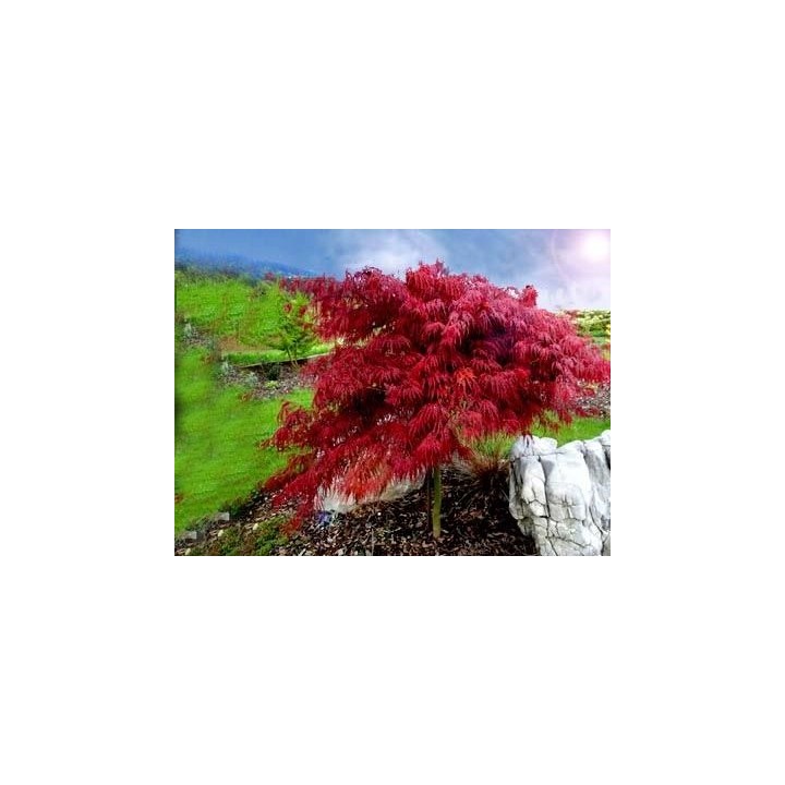 Klon palmowy 'Orange Dream' - ognisty pomarańczowy akcent do Twojego ogrodu (sadzonka 25-35cm)