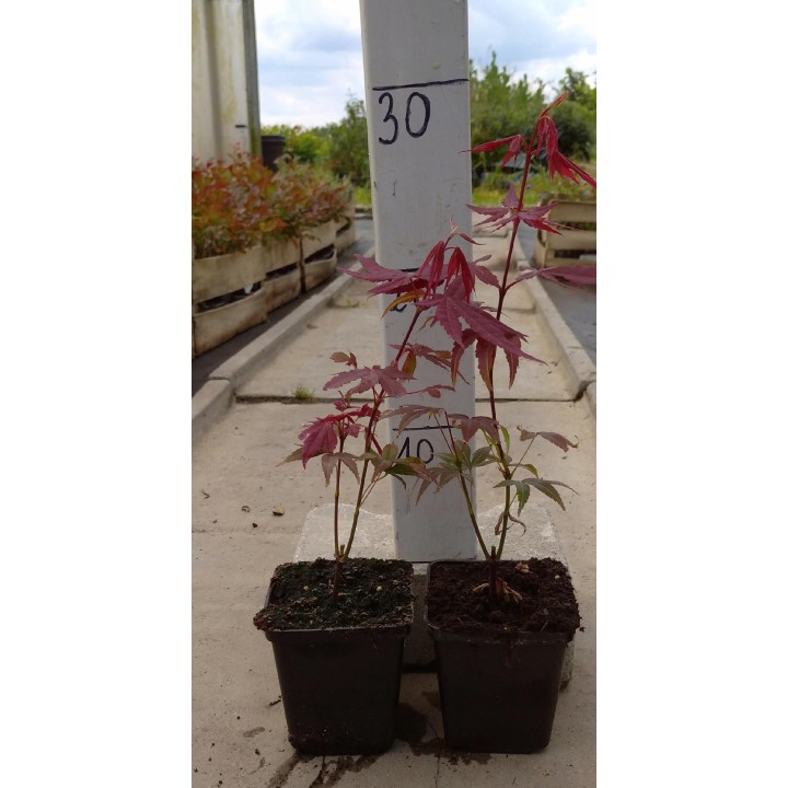 Klon palmowy 'Orange Dream' - ognisty pomarańczowy akcent do Twojego ogrodu (sadzonka 25-35cm)