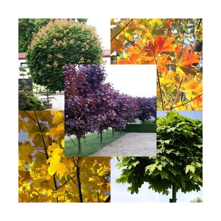 Klon Zwyczajny Acer platanoides 200-300 cm – Sadzonka z gołym korzeniem, 1 szt.