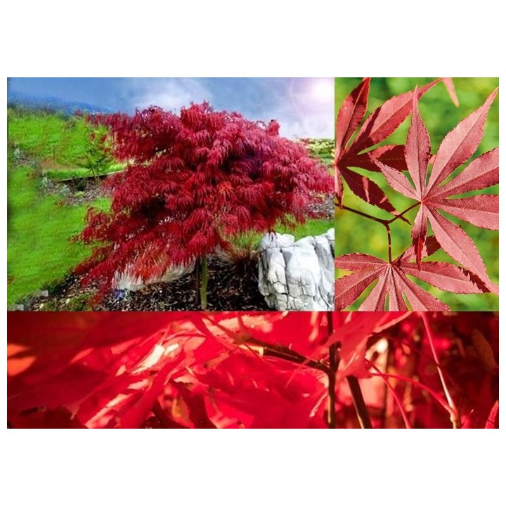 Klon palmowy 'Orange Dream' - ognisty pomarańczowy akcent do Twojego ogrodu (sadzonka 25-35cm)