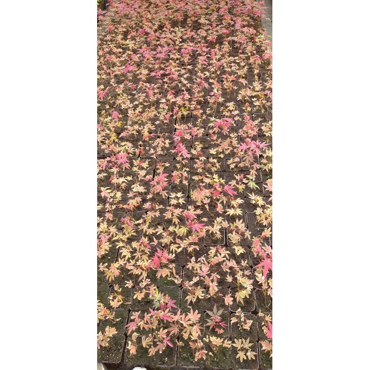 Klon palmowy 'Orange Dream' - ognisty pomarańczowy akcent do Twojego ogrodu (sadzonka 25-35cm)