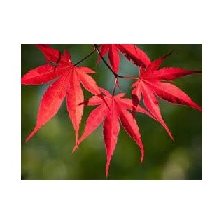 Klon zwyczajny 'Atropurpureum' sadzonka 150-200 cm – efektowny czerwony akcent w ogrodzie