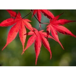 Klon zwyczajny 'Atropurpureum' sadzonka 150-200 cm – efektowny czerwony akcent w ogrodzie