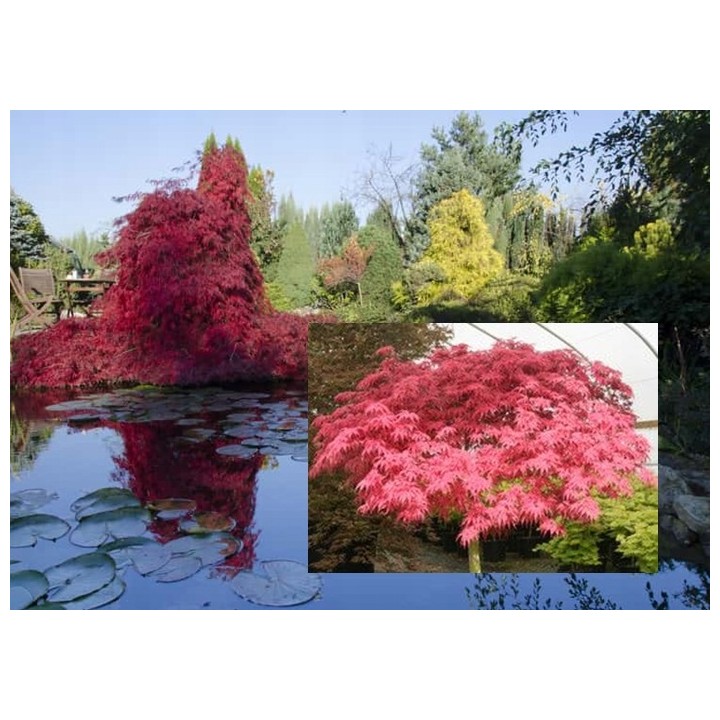 Klon palmowy 'Orange Dream' - ognisty pomarańczowy akcent do Twojego ogrodu (sadzonka 25-35cm)