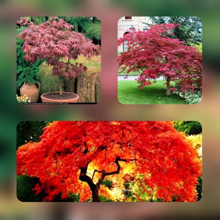 Klon zwyczajny 'Atropurpureum' sadzonka 150-200 cm – efektowny czerwony akcent w ogrodzie