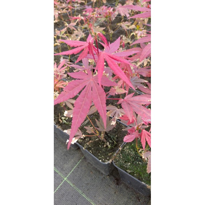 Klon palmowy 'Orange Dream' - ognisty pomarańczowy akcent do Twojego ogrodu (sadzonka 25-35cm)