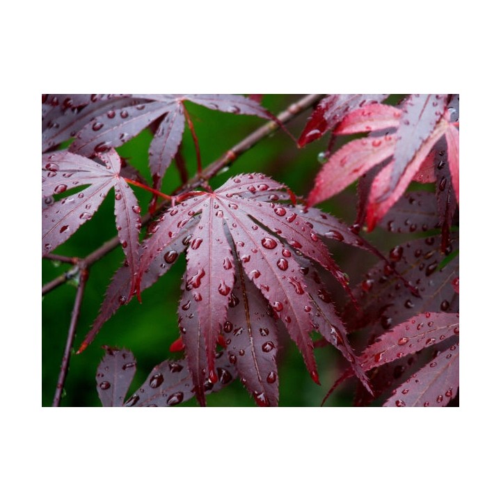 Klon zwyczajny 'Atropurpureum' sadzonka 150-200 cm – efektowny czerwony akcent w ogrodzie