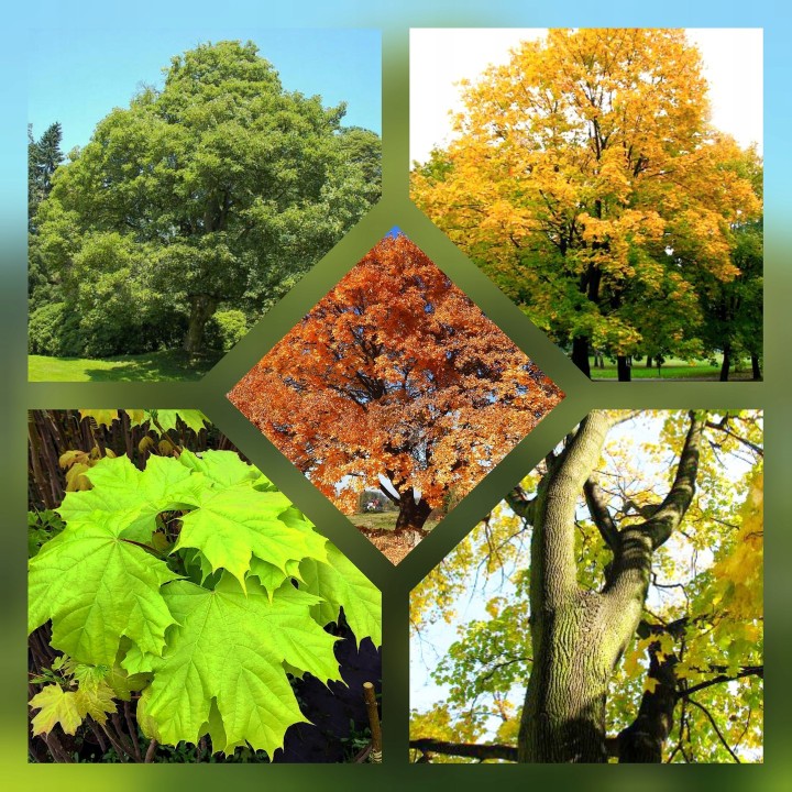 Klon Zwyczajny (Acer platanoides) 12–14 cm — Mrozoodporna sadzonka do parku i ogrodu