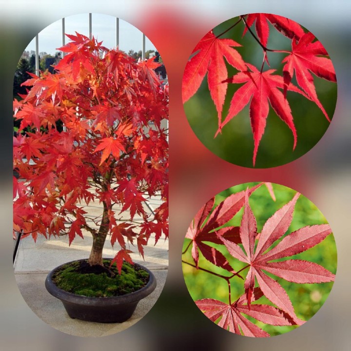 Klon zwyczajny 'Atropurpureum' sadzonka 150-200 cm – efektowny czerwony akcent w ogrodzie