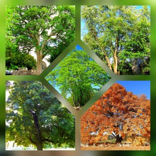 Klony zwyczajne 100–150 cm – zdrowe sadzonki z certyfikowanej szkółki