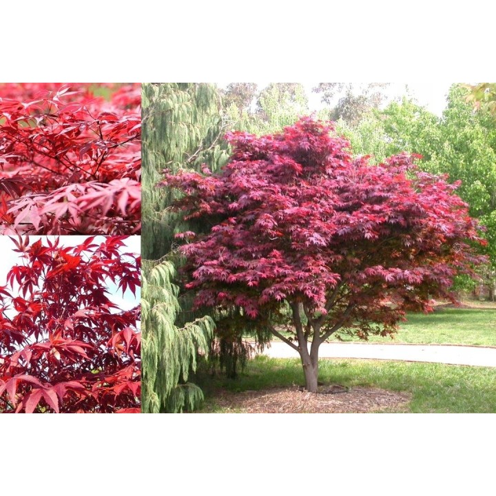 Klon zwyczajny 'Atropurpureum' sadzonka 150-200 cm – efektowny czerwony akcent w ogrodzie