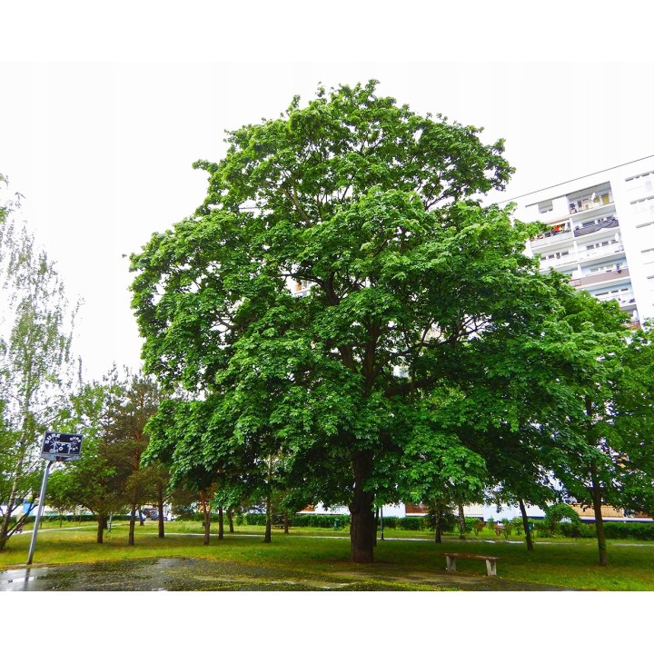 Klon zwyczajny 12-14 cm sadzonka parkowa - SadzonkiDrzew.pl