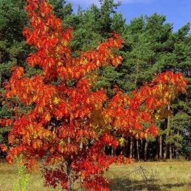 Dąb czerwony Quercus rubra ozdobny szybko rośnie...