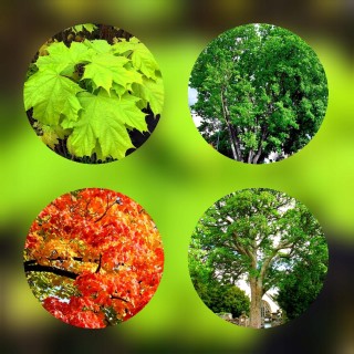 Okazały Klon Jawor (Acer pseudoplatanus) 180–250 cm | Sadzonka 4–6 cm pnia, odbiór osobisty