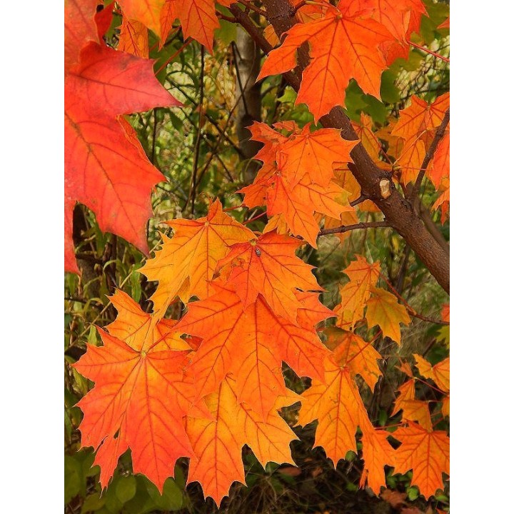Klon Zwyczajny (Acer platanoides) 12–14 cm — Mrozoodporna sadzonka do parku i ogrodu