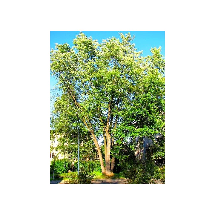 Klon Zwyczajny (Acer platanoides) 12–14 cm — Mrozoodporna sadzonka do parku i ogrodu