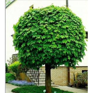 Klon Zwyczajny (Acer platanoides) sadzonka 30–50 cm — mrozoodporna, idealna do ogrodu