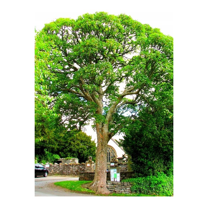 Okazały Klon Jawor (Acer pseudoplatanus) 180–250 cm | Sadzonka 4–6 cm pnia, odbiór osobisty