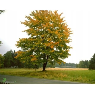 Klon Jawor 100–150 cm – Majestatyczna Sadzonka do Parku i Ogrodu, Gotowa do Nasadzeń