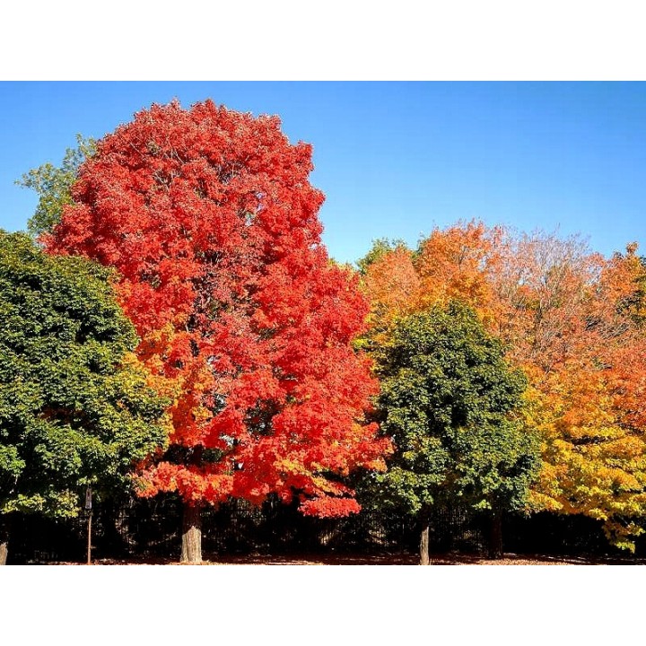 Klon Zwyczajny (Acer platanoides) sadzonka 30–50 cm — mrozoodporna, idealna do ogrodu