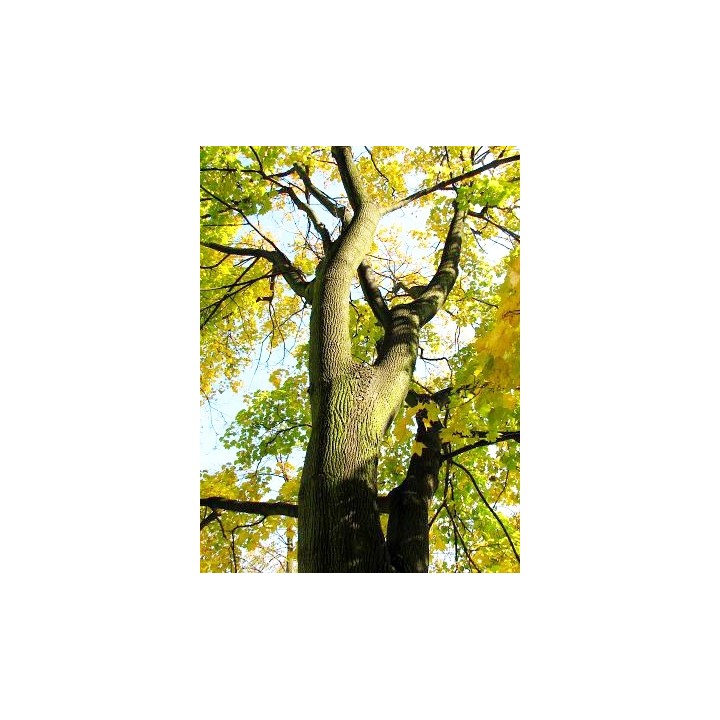 Klon Zwyczajny (Acer platanoides) sadzonka 30–50 cm — mrozoodporna, idealna do ogrodu