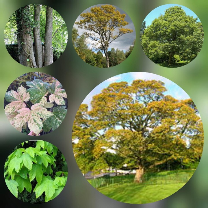 Klon Jawor 100–150 cm – Majestatyczna Sadzonka do Parku i Ogrodu, Gotowa do Nasadzeń