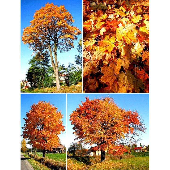 Klon zwyczajny Acer platanoides – komplet 10 szt. (sadzonki 100–150 cm) GWARANCJA jakości