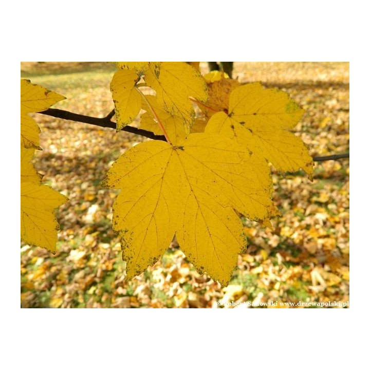 Klon Jawor 100–150 cm – Majestatyczna Sadzonka do Parku i Ogrodu, Gotowa do Nasadzeń