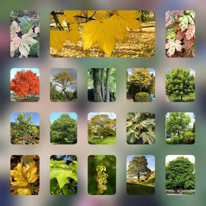 Klon zwyczajny Acer platanoides SADZONKA 180–250 cm — mrozoodporny, szybki wzrost