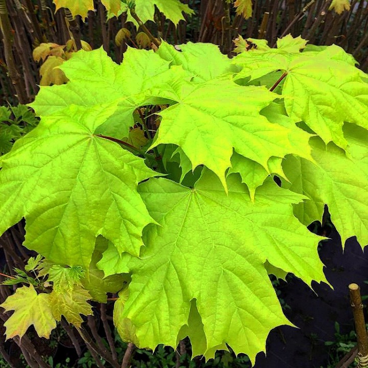 Klon zwyczajny Acer platanoides – komplet 10 szt. (sadzonki 100–150 cm) GWARANCJA jakości