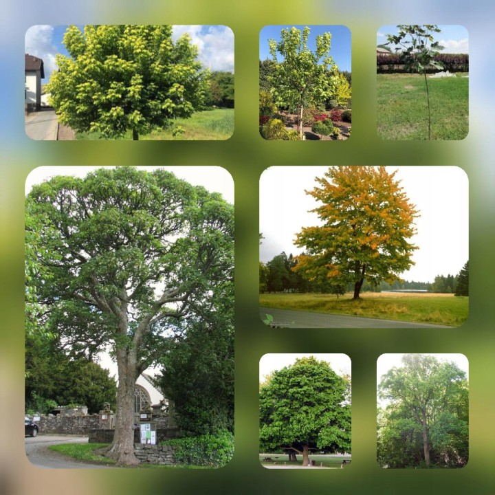 Klon zwyczajny Acer platanoides SADZONKA 180–250 cm — mrozoodporny, szybki wzrost