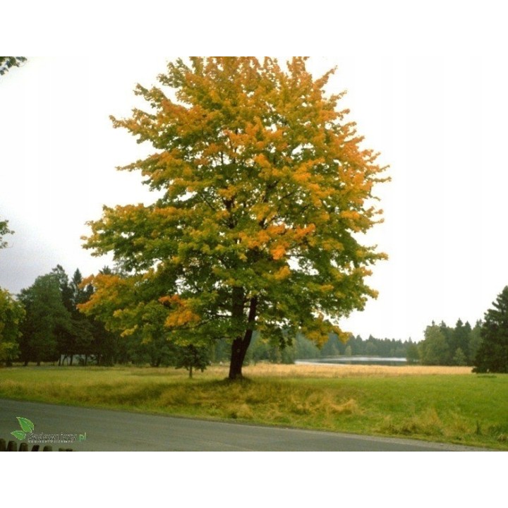 Klon zwyczajny Acer platanoides SADZONKA 180–250 cm — mrozoodporny, szybki wzrost
