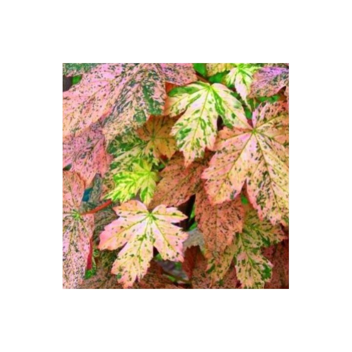 Klon Jawor 100–150 cm – Majestatyczna Sadzonka do Parku i Ogrodu, Gotowa do Nasadzeń