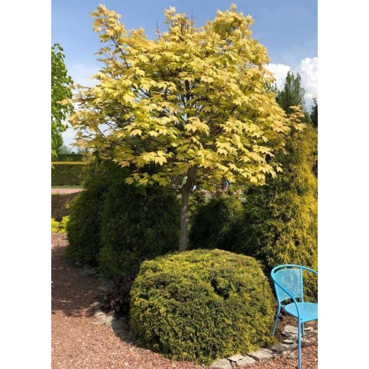 Klon zwyczajny Acer platanoides SADZONKA 180–250 cm — mrozoodporny, szybki wzrost