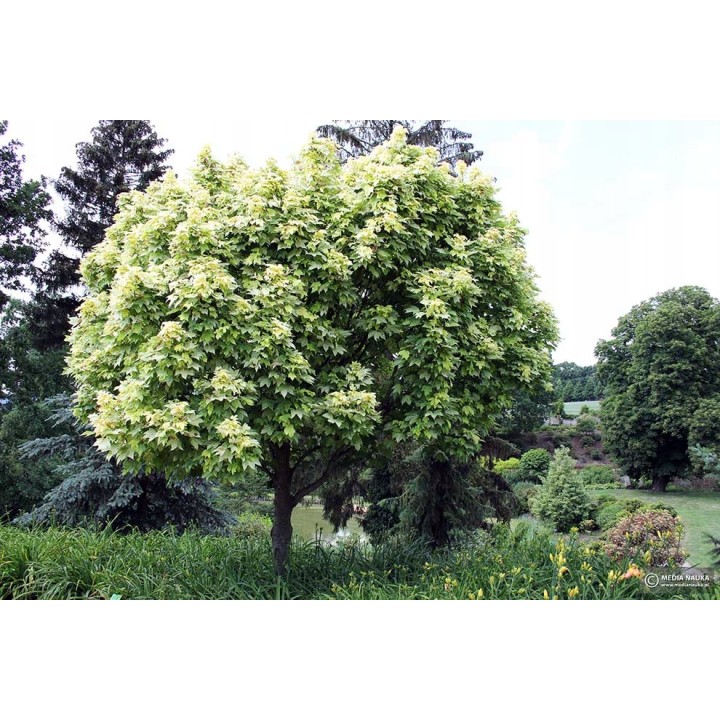 Klon Jawor 100–150 cm – Majestatyczna Sadzonka do Parku i Ogrodu, Gotowa do Nasadzeń