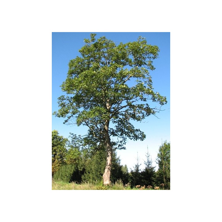 Klon zwyczajny Acer platanoides SADZONKA 180–250 cm — mrozoodporny, szybki wzrost