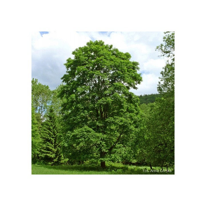 Klon Jawor 100–150 cm – Majestatyczna Sadzonka do Parku i Ogrodu, Gotowa do Nasadzeń