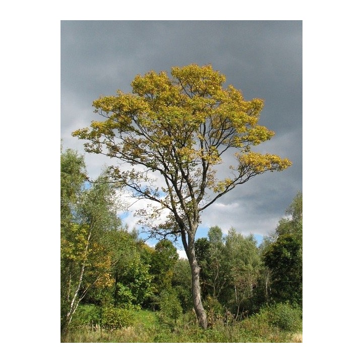 Klon zwyczajny Acer platanoides SADZONKA 180–250 cm — mrozoodporny, szybki wzrost