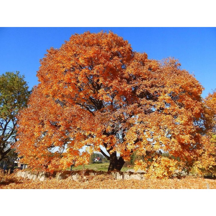 Klon zwyczajny Acer platanoides – komplet 10 szt. (sadzonki 100–150 cm) GWARANCJA jakości