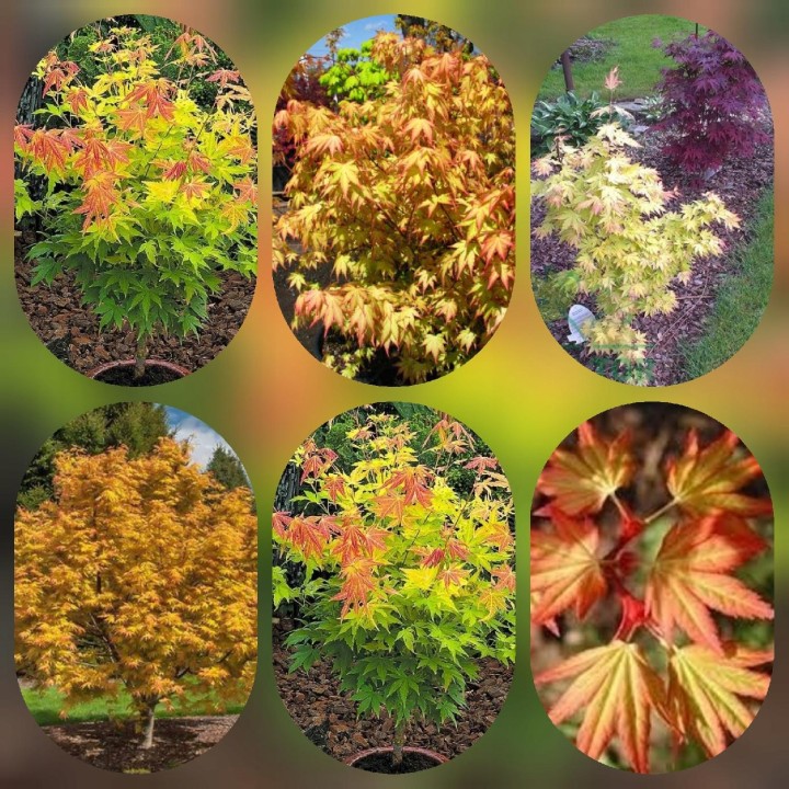 Klon palmowy 'Orange Dream' — pomarańczowy akcent do ogrodu i na balkon (sadzonka 25-35 cm)