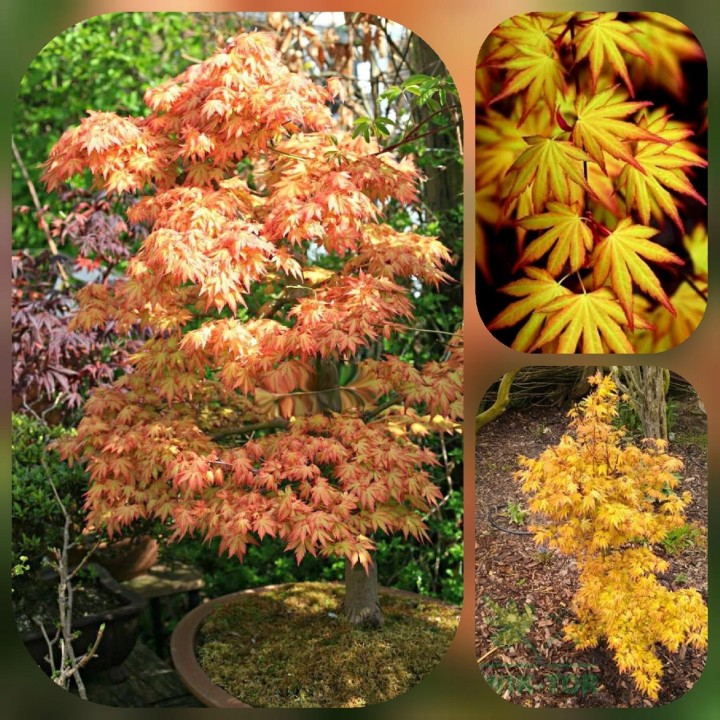 Klon palmowy 'Orange Dream' — pomarańczowy akcent do ogrodu i na balkon (sadzonka 25-35 cm)