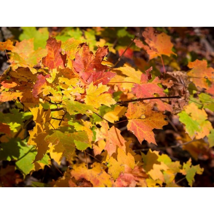 Klon zwyczajny Acer platanoides SADZONKA 180–250 cm — mrozoodporny, szybki wzrost