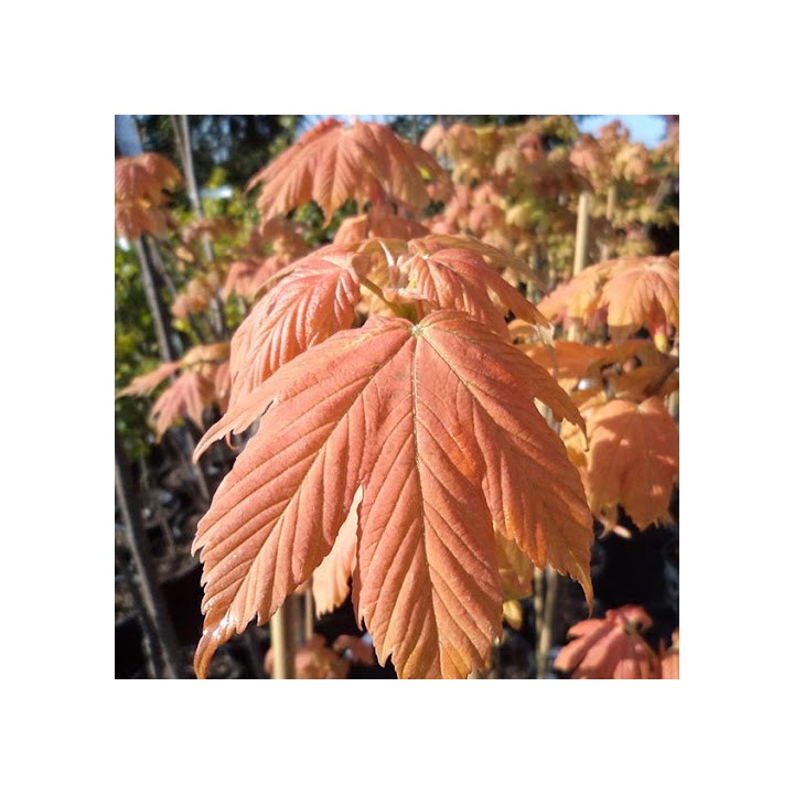 Klon zwyczajny Acer platanoides SADZONKA 180–250 cm — mrozoodporny, szybki wzrost