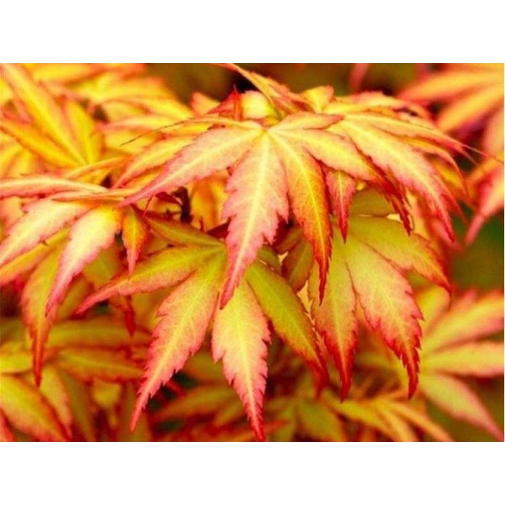 Klon palmowy 'Orange Dream' — pomarańczowy akcent do ogrodu i na balkon (sadzonka 25-35 cm)