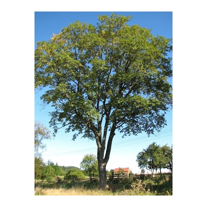 Klon Jawor 100–150 cm – Majestatyczna Sadzonka do Parku i Ogrodu, Gotowa do Nasadzeń